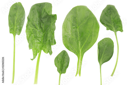 ifferent shape of fresh spinach