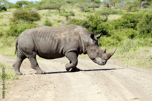 White Rhinoceros crossing the road