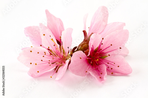 Peach pink flowers
