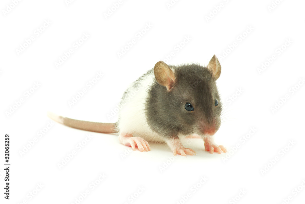 rat rat