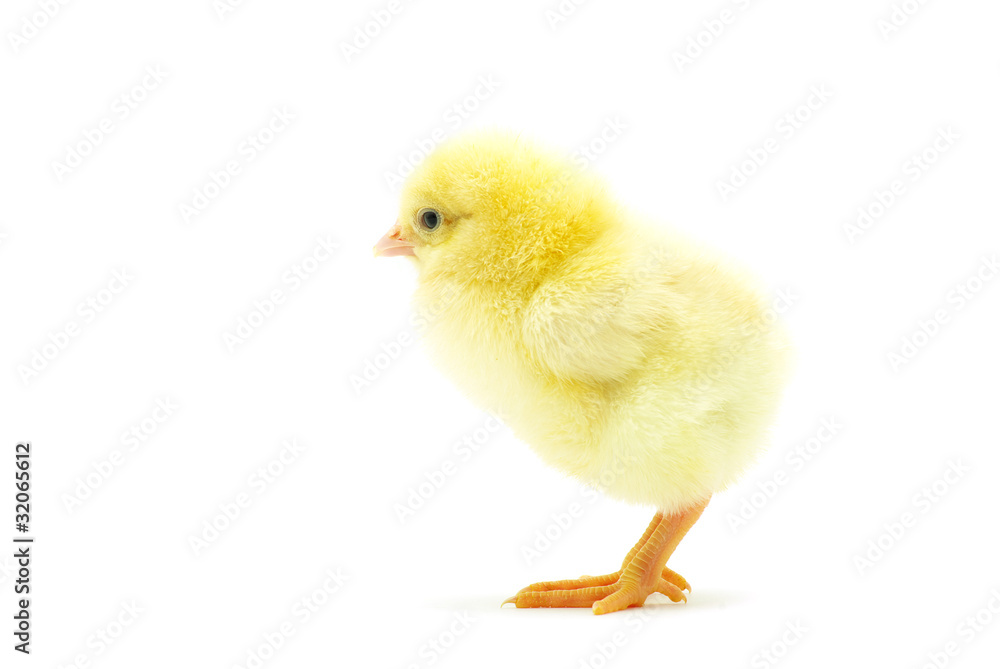 Obraz premium chicken