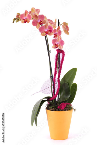 Fototapeta Naklejka Na Ścianę i Meble -  Orchidee