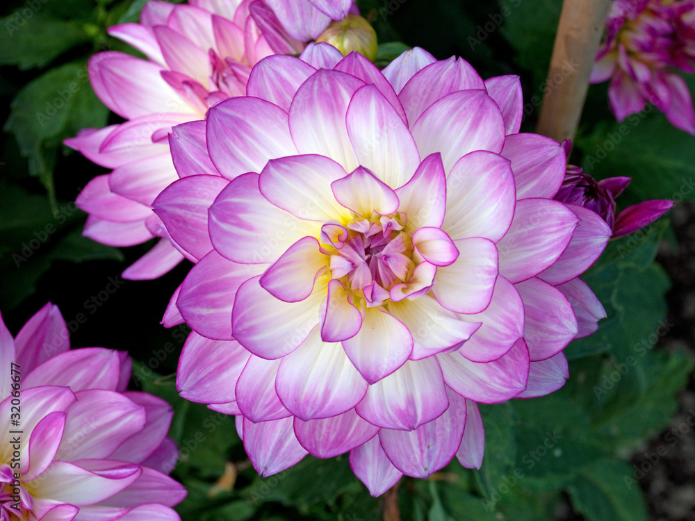 Obraz premium Dahlias