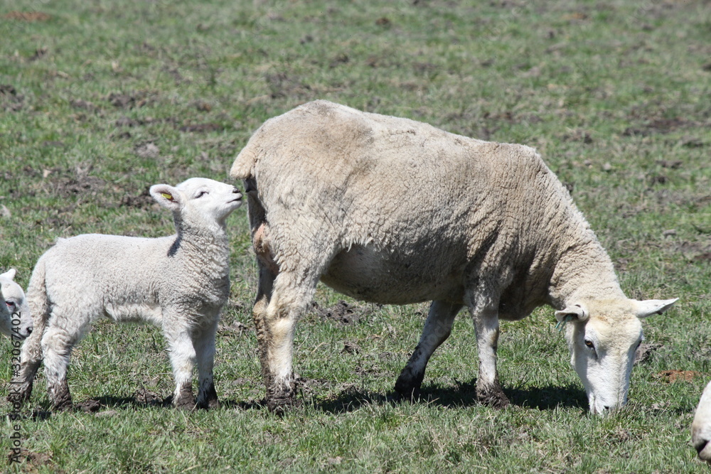 Obraz premium Sheep (Ewe and Lamb)