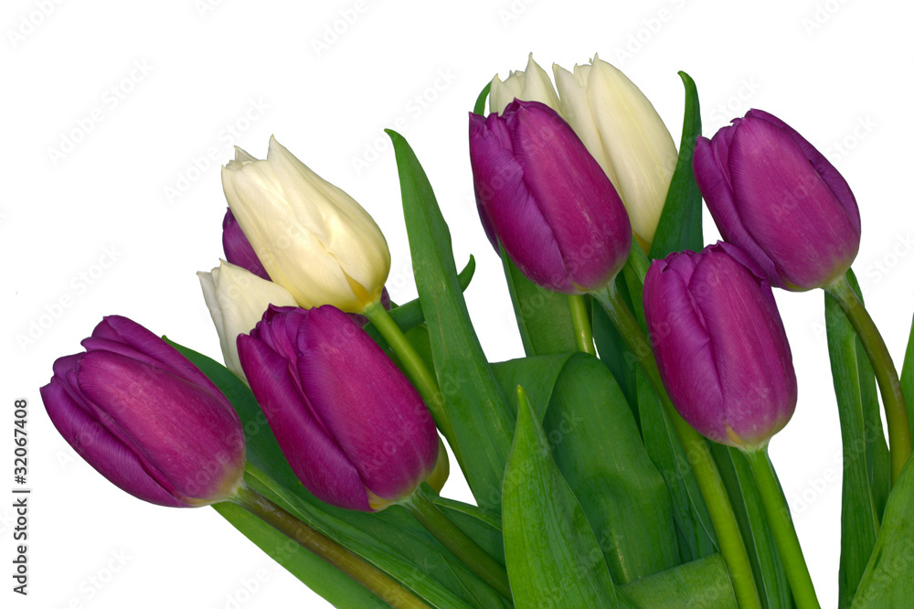 Fototapeta premium Purple and white tulips isolated on white