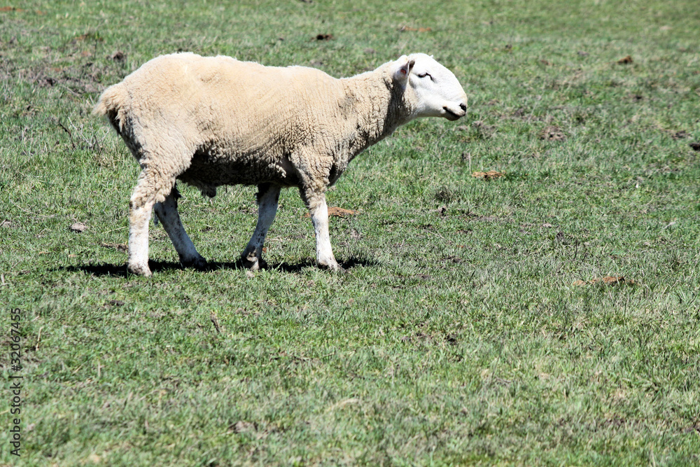 Fototapeta premium Sheep (Ram)