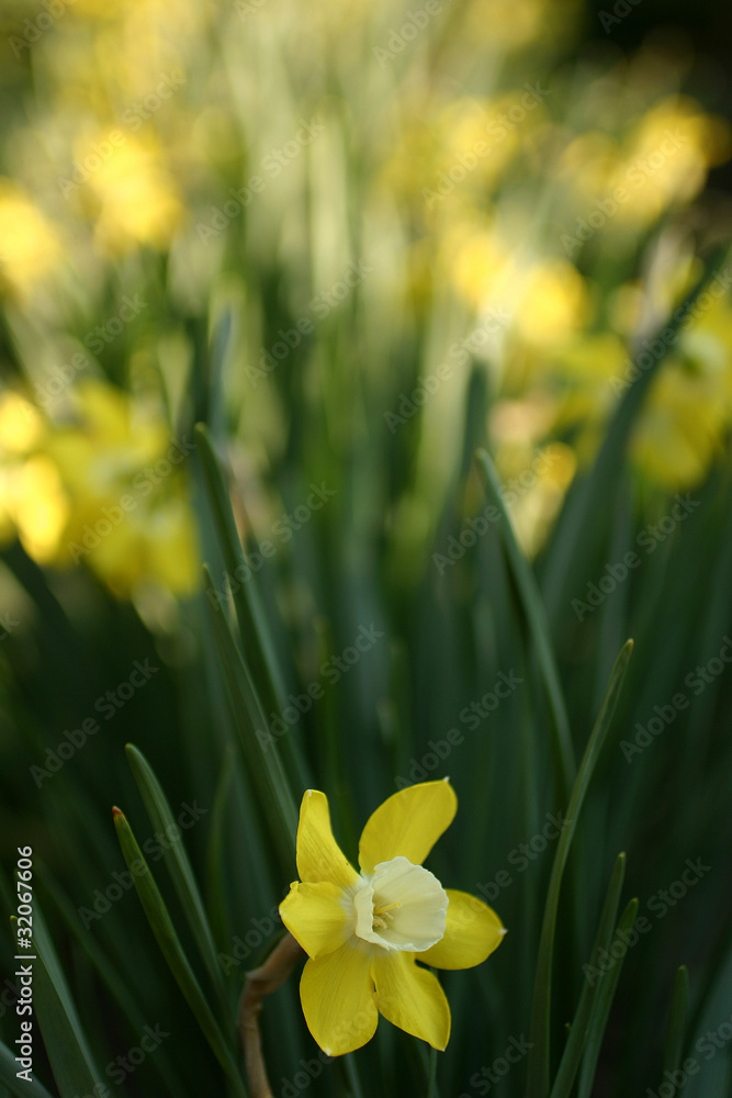 Fototapeta premium Daffodil