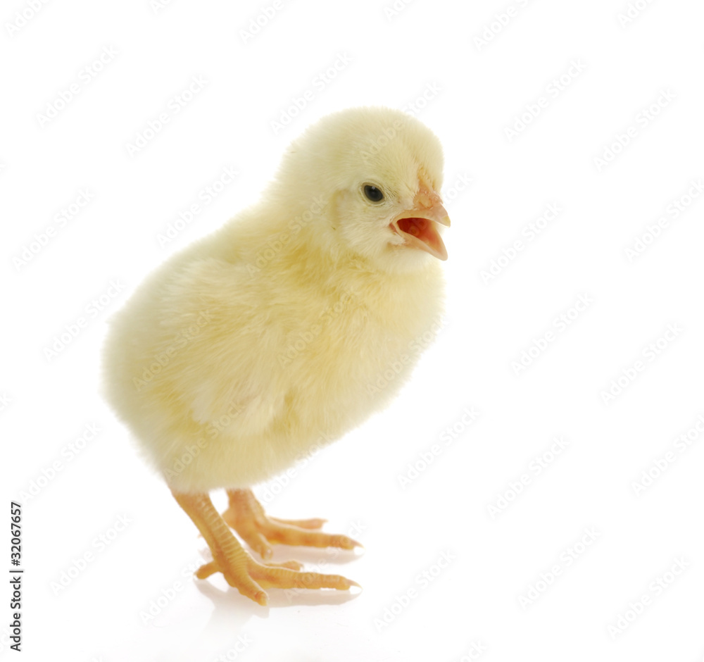 Obraz premium pisklę