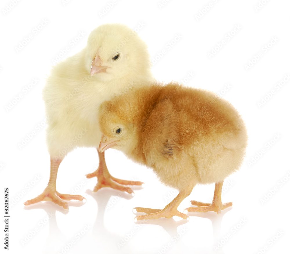 Fototapeta premium two baby chicks