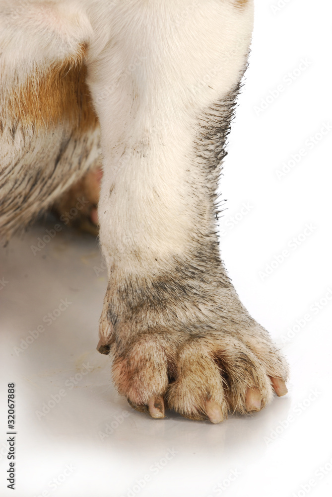 muddy paws muddy paws