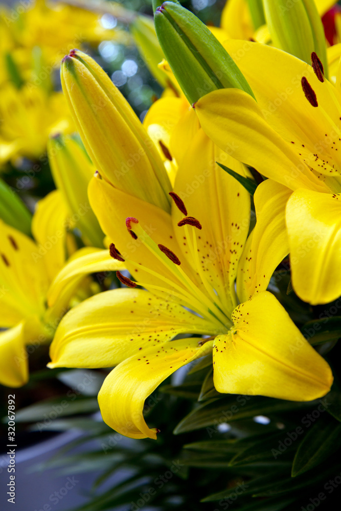 lilies lilies