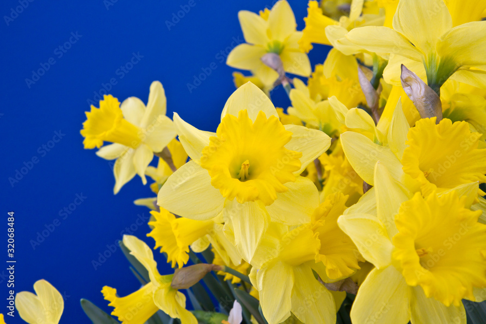 narcisi narcisi