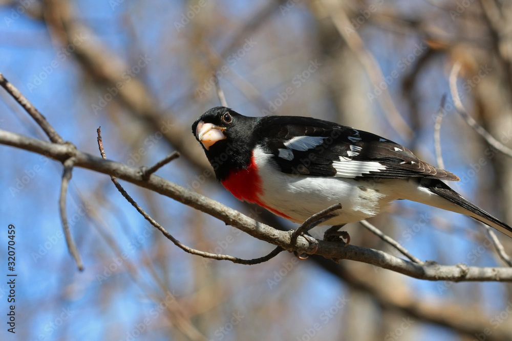 Rose-breasted Grosbeak Pheucticus ludovicianus male
