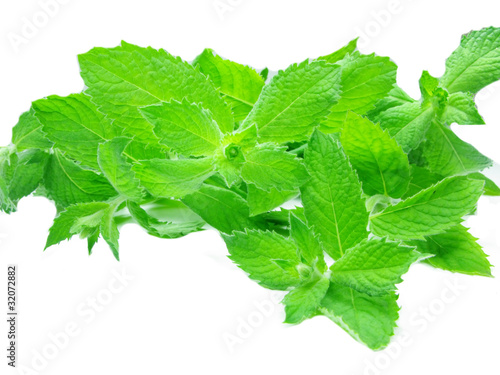 fresh mint leaves herb for tea