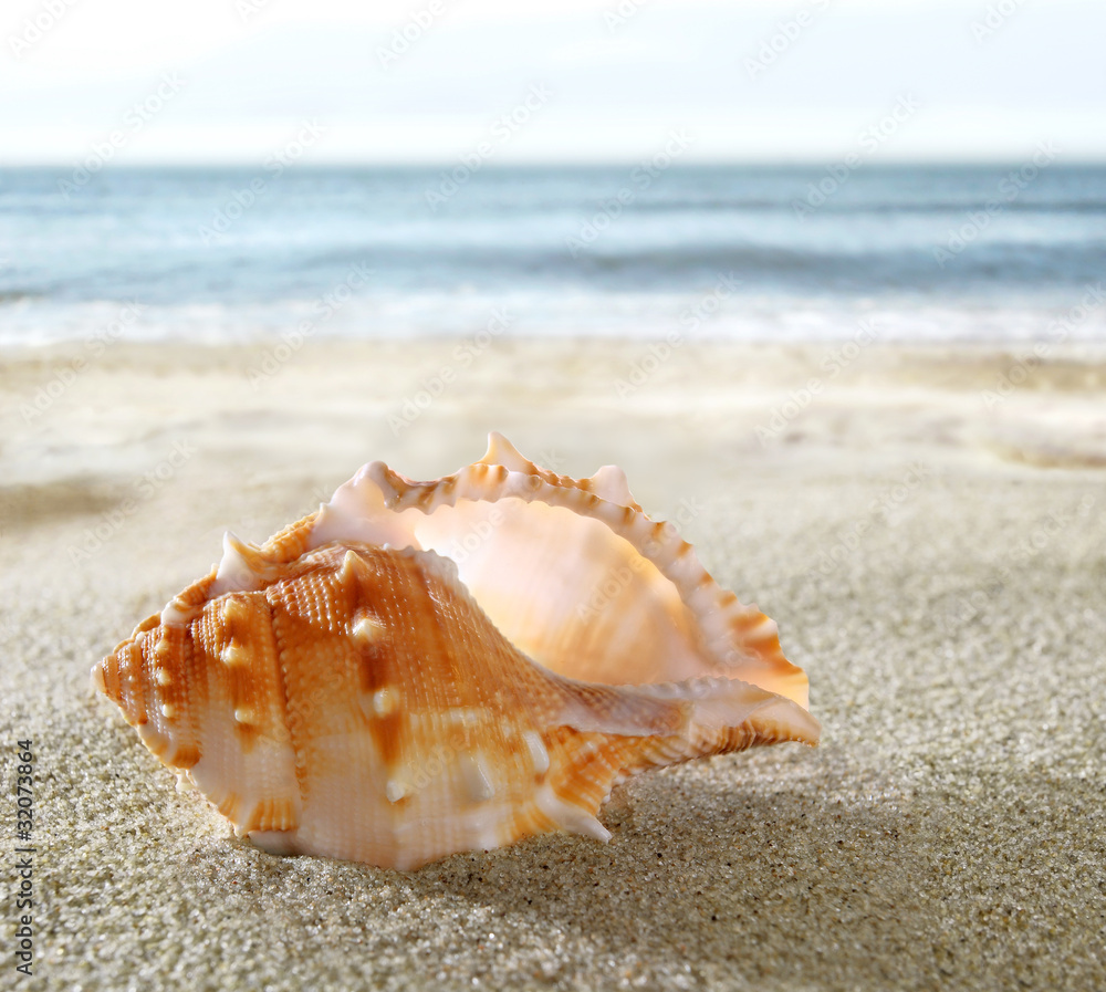 Shell on the sandy beach