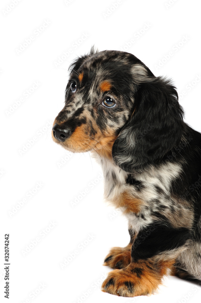 dachshund dog in front of a white background