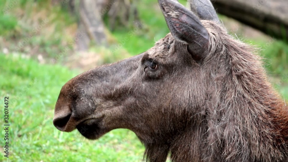 Alces alces Alces alces