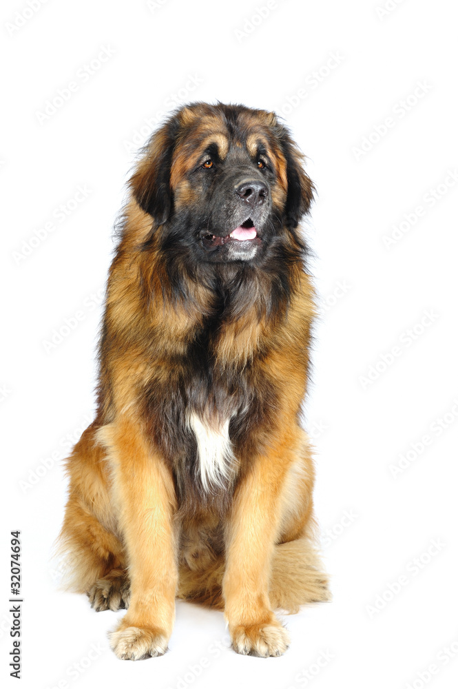 Leonberger in studio Leonberger in studio