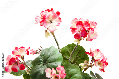 Fototapeta Naklejka Na Ścianę i Meble -  Geranien