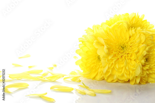 Yellow chrysanthemums photo