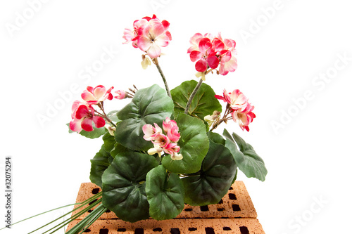 Fototapeta Naklejka Na Ścianę i Meble -  Geranien