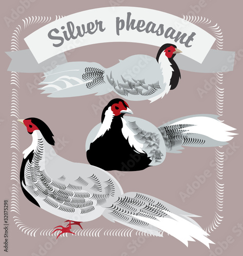 Silver Pheasants