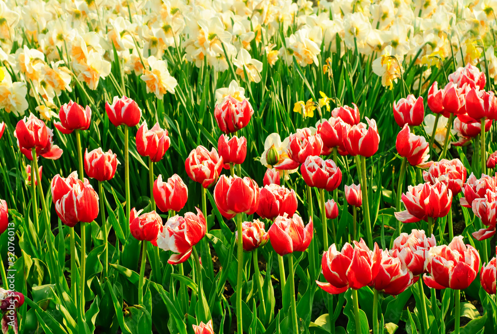 Red beautiful tulips Red beautiful tulips