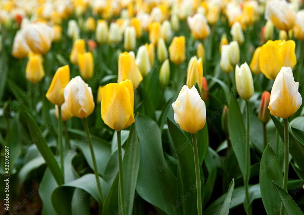 tulips