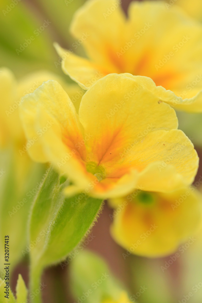 spring flowers spring flowers