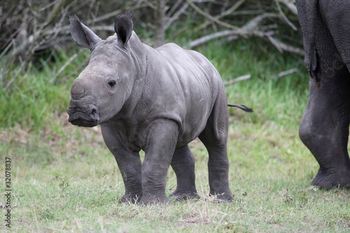 Baby Rhinoceros