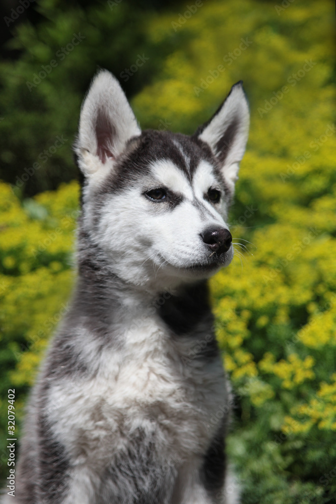 Fototapeta premium Husky Welpen Protrait