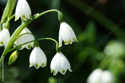 snow drops