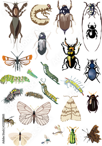 twenty five color insects collection © Alexander Potapov