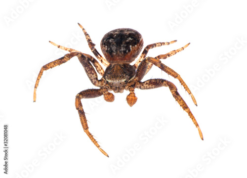 isolated black and brown spider