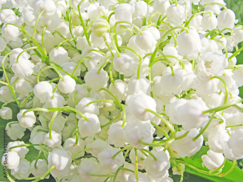 lily of the valley floral background photo