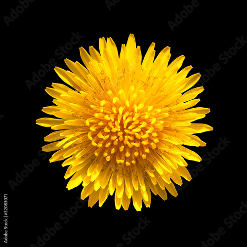 Yellow flower of dandelion isolated on black background
