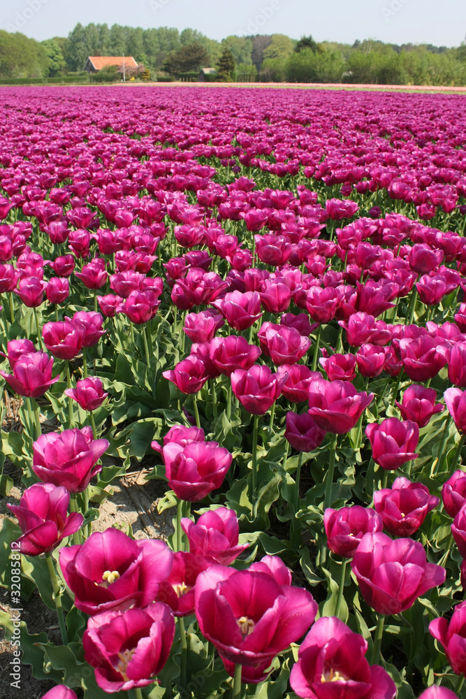 Tulipes Tulipes