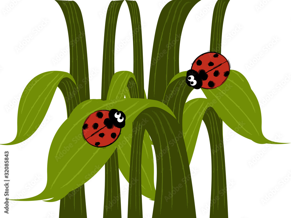 Fototapeta premium Ladybird couple