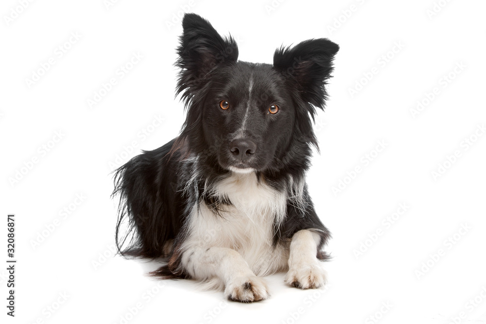 Fototapeta premium Border Collie