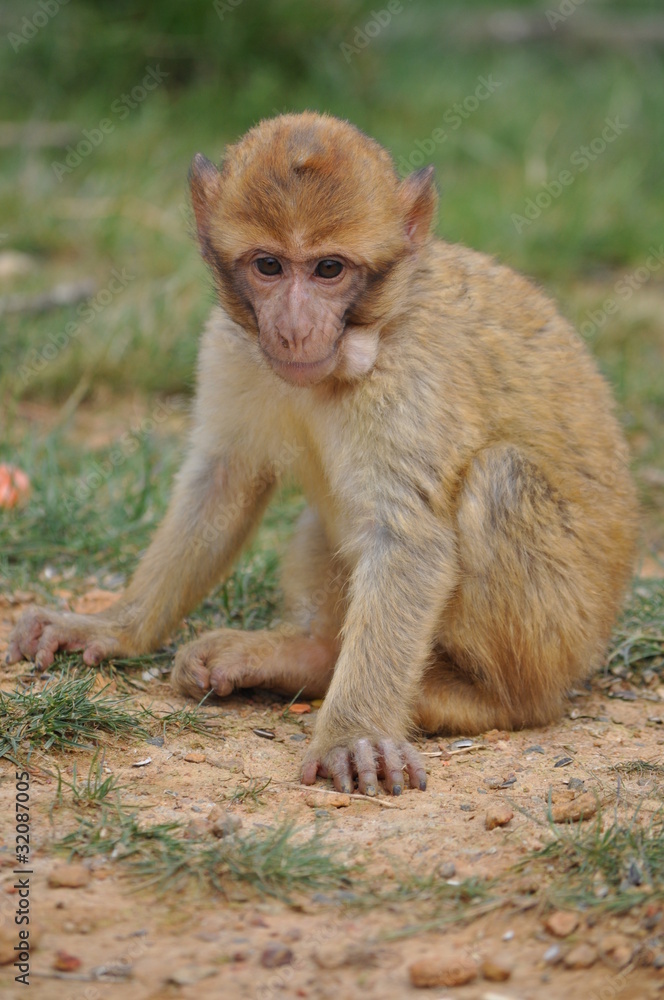 Bebe Macaque Singe Stock Photo Adobe Stock