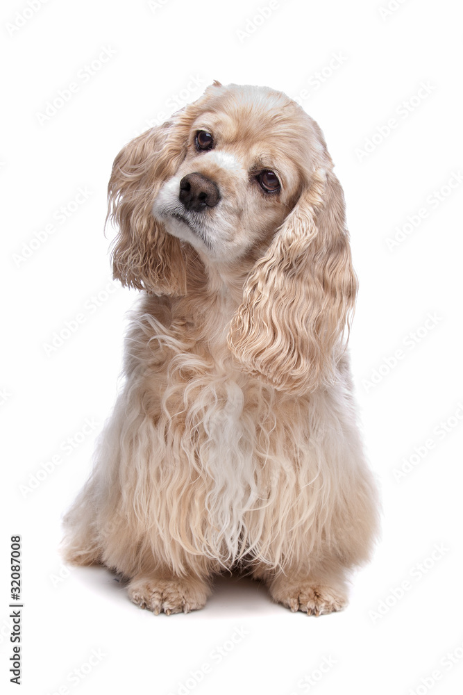 American Cocker Spaniel American Cocker Spaniel