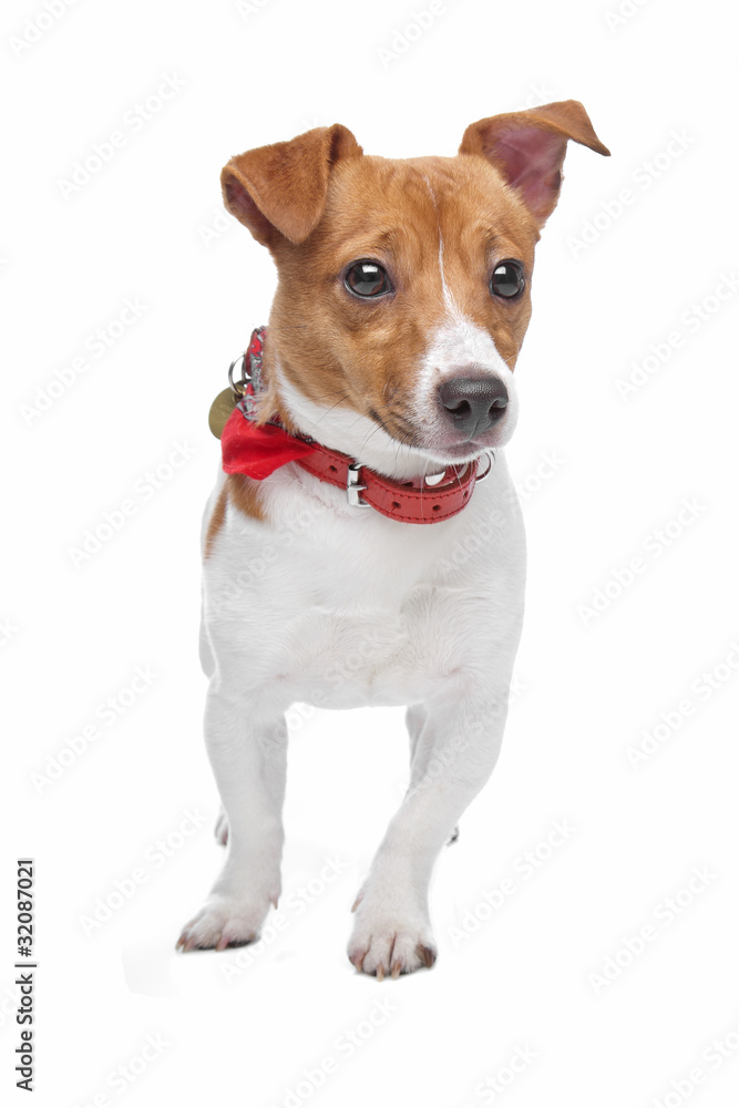 Jack Russel Terrier dog Jack Russel Terrier dog
