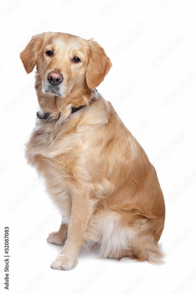 Labrador retriever Labrador retriever