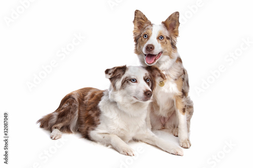 two border collie dogs