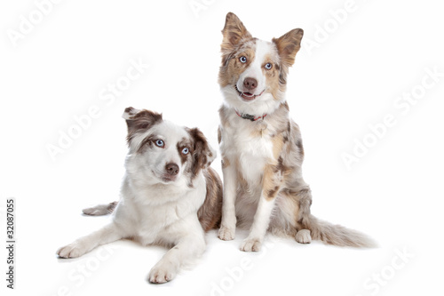 two border collie dogs © Erik Lam