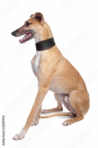 Greyhound  Whippet  Galgo dog