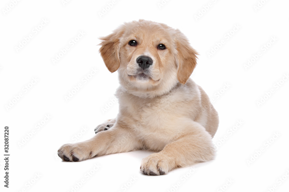 Labrador retriever Labrador retriever