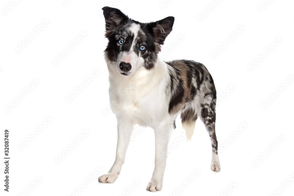 Border Collie sheepdog Border Collie sheepdog