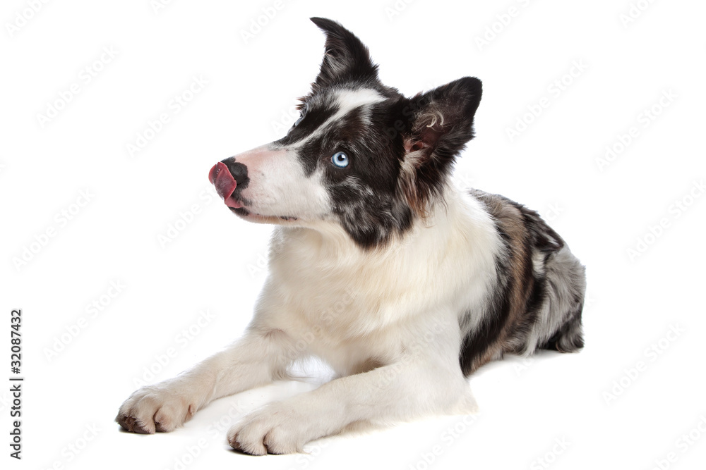 Border Collie sheepdog