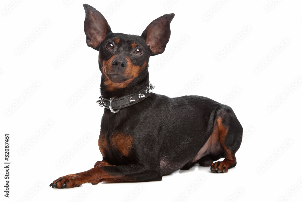 Miniature Pinscher Miniature Pinscher